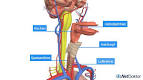 Akute Bronchitis Symptome