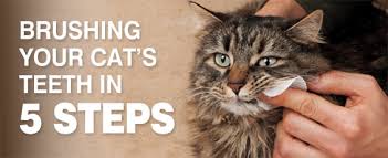 Résultat de recherche d'images pour "cat toothbrush gif"