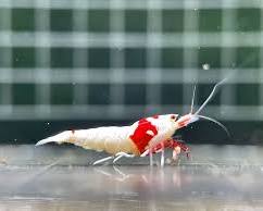 Red Bee Shrimp aquarium ornamentの画像