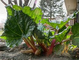 Rsultat de recherche d'images pour "image rhubarbe"