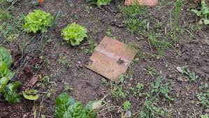 "La nature impose son rythme" : comment éviter les pièges du jardinage ce mois-ci ?