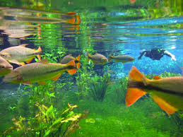 Afbeeldingsresultaat voor bonito brazil