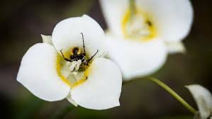 NYT Spelling Bee July 11, 2026: The Secret Pangram 'ANCYLET' That Broke the Internet (And How You Can Find It First)