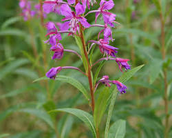 Chamaenerion angustifolium resmi