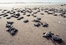Image result for cherating