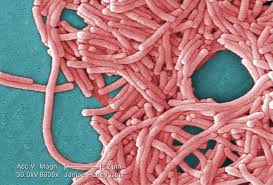 Toronto TTC Cooling Tower Identified as Source of Legionnaires' Disease Outbreak - SSBCrack