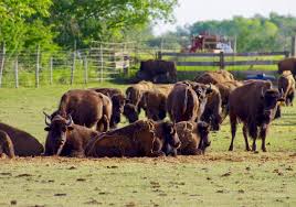 Canadian Cattlemen - News update