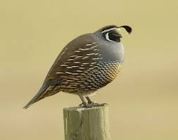 Picture of California quail