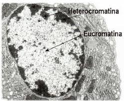 Eucromatina e heterocromatina