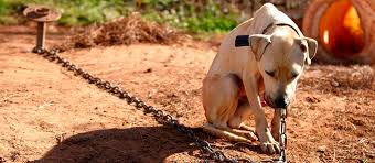 Resultado de imagem para cachorro acorrentado
