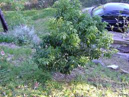 Image result for lychee trees