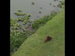 Jacaré sai da 'moita' para abocanhar guaxinim