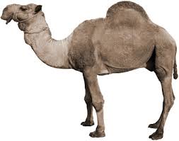موسوعة تربية الحيوانات الأليفة وحيوانات