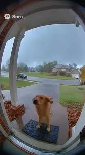 Dog Flying Away in Wind Across The Streer | TikTok