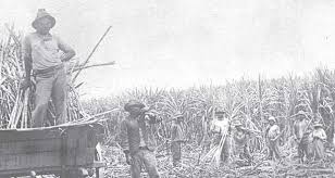 Image result for GUYANA INDENTURED INDIANS