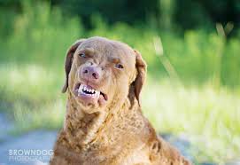 Image result for "Chesapeake bay retriever"