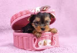 Resultado de imagem para Yorkshire Terrier: