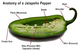 Afbeeldingsresultaat voor jalapeno