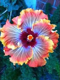 Image result for flower