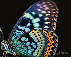 Image of butterfly with colorful wings spread open.