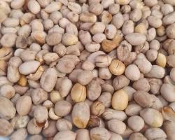 Image of Kacang Bogares Tegal