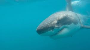 AI Drones vs. Great White Sharks: How Southern California Beaches Are Becoming the Safest in the US