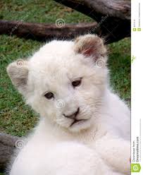 A close up of a young white lion cub. MR: NO; PR: NO - white-lion-cub-3973719