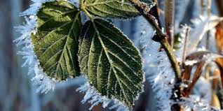 Bildergebnis für frost