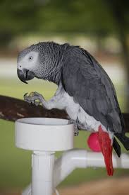 Image result for african grey parrot for sale