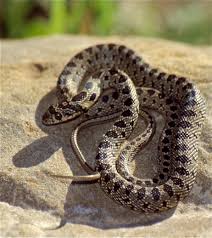 Picture of Horseshoe whip snake