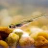 Story image for Best Pet Supplies Fish Supplies Aquarium Temperature Controllers For Sale from News Deeply
