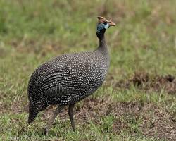 Image of Ayam Mutiara Helmeted (Numida meleagris)