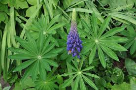 Image result for lupine