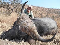 Image result for cape buffalo