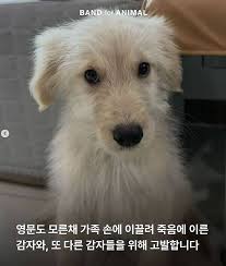 동물권