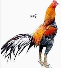 Hasil gambar untuk ayam bangkok