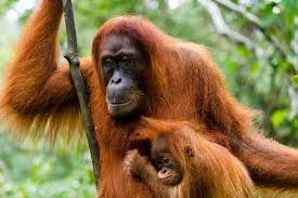Image result for orangutan