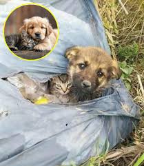 Nandini - Inside were two tiny lives—one trembling puppy, shielding a fragile kitten pressed against his back. They had been abandoned, tossed away like trash. Yet even in fear and hunger, the