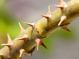 Image result for thorns