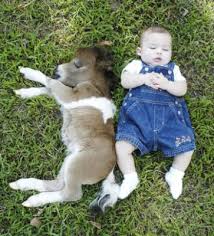 Résultat de recherche d'images pour "cheval mignon"