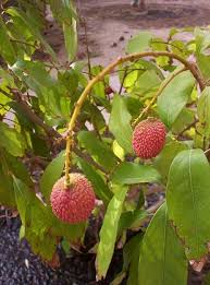 Image result for lychee trees