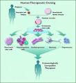 The pros and cons of human therapeutic cloning in the public debate