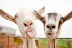 Image result for GOAT