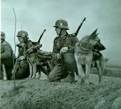Resultado de imagen para perros ovejeros alemanes durante la primer guerra mundial