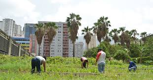 Resultado de imagen para agricultura urbana