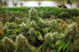 Resultado de imagen de Legalization