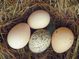 Image result for brown headed cowbird eggs