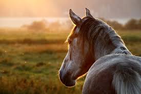 Image result for HORSE