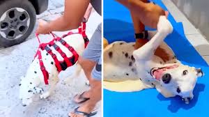 Paralyzed Dalmatian Defies The Odds Thanks To One Man's ...