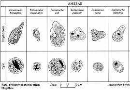 Resultado de imagen para entamoeba histolytica